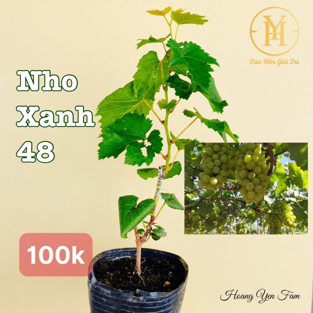 Địa Điểm Bán Cây Nho Giống Uy Tín Tại TP.HCM 8 cây nho giống